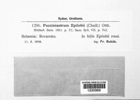 Pucciniastrum epilobii image